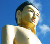 Image for Kiwi Buddha
