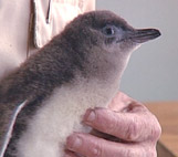 Image for Open Door - Whangārei Native Bird Recovery Centre