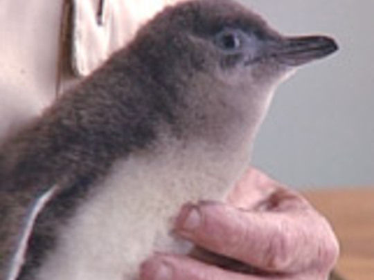 Thumbnail image for Open Door - Whangārei Native Bird Recovery Centre