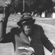 Profile image for Marquis the Chimpanzee