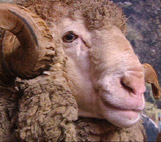 Image for Godzone Sheep