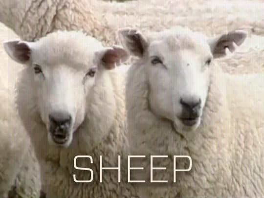Image for The Sheep Collection