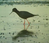 Image for The Black Stilt