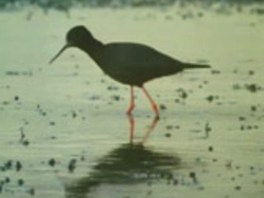 Thumbnail image for The Black Stilt