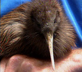 Image for Who's Killing the Kiwi