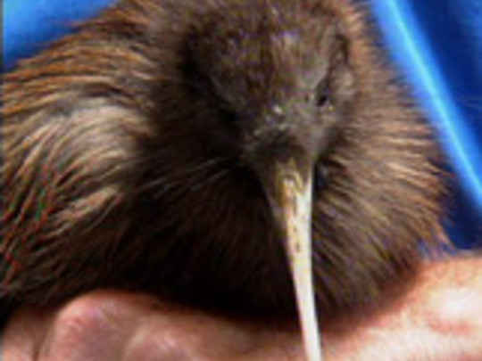Thumbnail image for Who's Killing the Kiwi