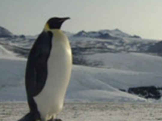Thumbnail image for Emperors of Antarctica