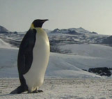 Image for Emperors of Antarctica