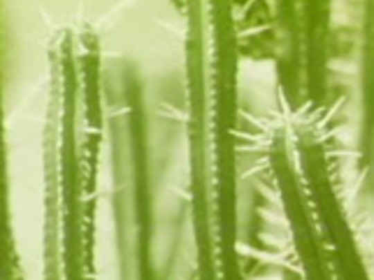 Thumbnail image for Cactus Cat