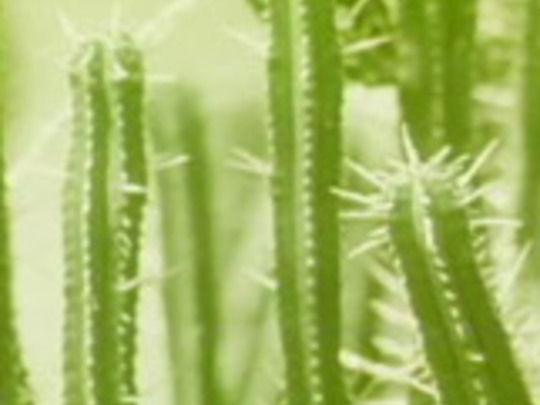Thumbnail image for Cactus Cat