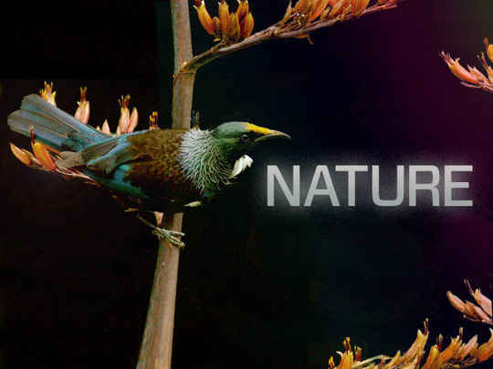 Thumbnail image for The Nature Collection