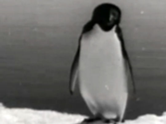 Thumbnail image for Antarctic Adventure