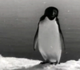 Image for Antarctic Adventure
