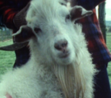 Image for Country Calendar - Cashmere