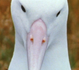 Image for Royal Albatross