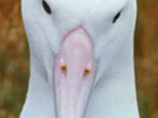 Thumbnail image for Royal Albatross