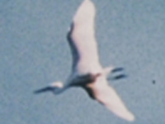 Thumbnail image for Bird of a Single Flight
