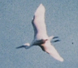 Image for Bird of a Single Flight