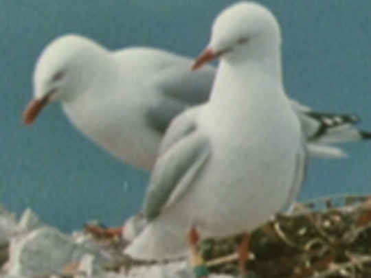 Thumbnail image for The Big Gull - Karoro