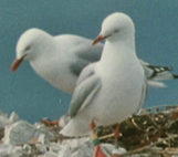Image for The Big Gull - Karoro
