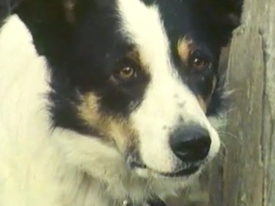 Hero image for Dogstar