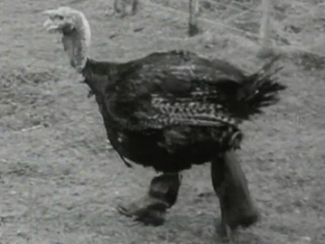 Image for Town and Around: Turkeys In Gumboots