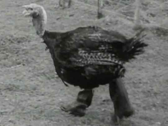 Thumbnail image for Town and Around: Turkeys In Gumboots