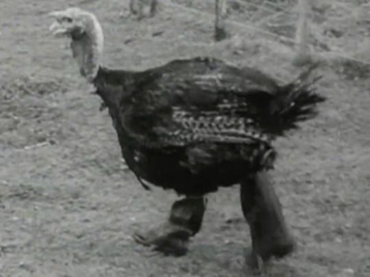 Thumbnail from title in More Legendary NZ TV Moments | NZ On Screen