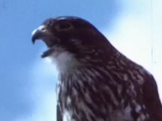 Thumbnail image for Wildlife of the Mountains