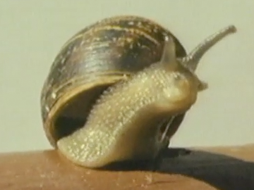 Image for Snail's Pace