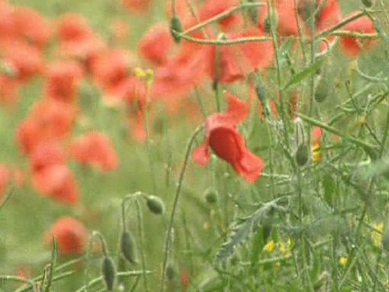 Hero image for Our People Our Century - Families at War