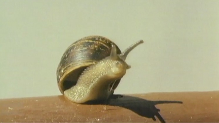 Hero image for Snail's Pace