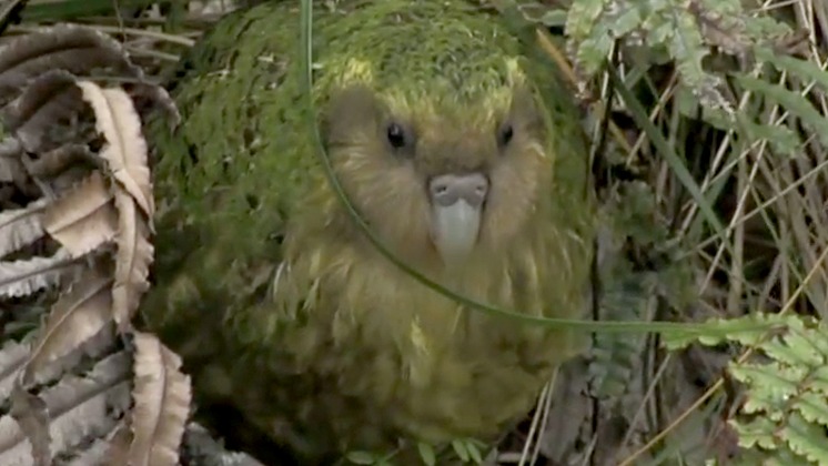 Hero image for The Unnatural History of the Kākāpō