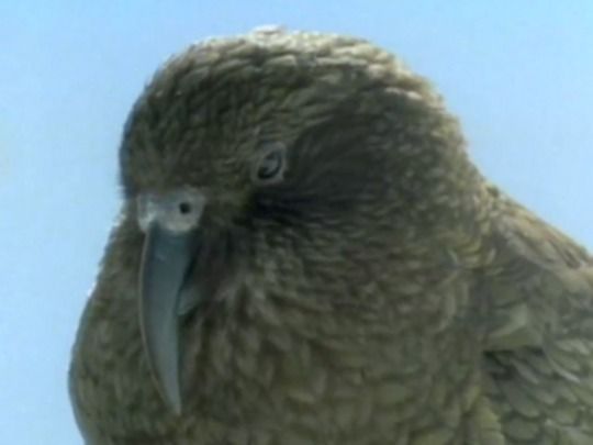 Thumbnail image for Kea - Mountain Parrot