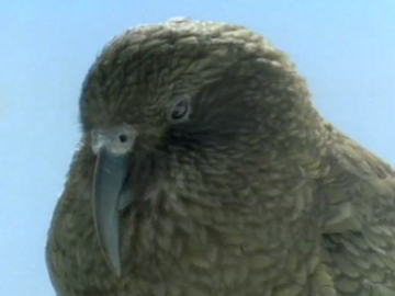 Image for Kea - Mountain Parrot