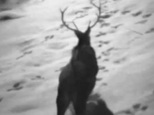 Thumbnail image for Deer Wars
