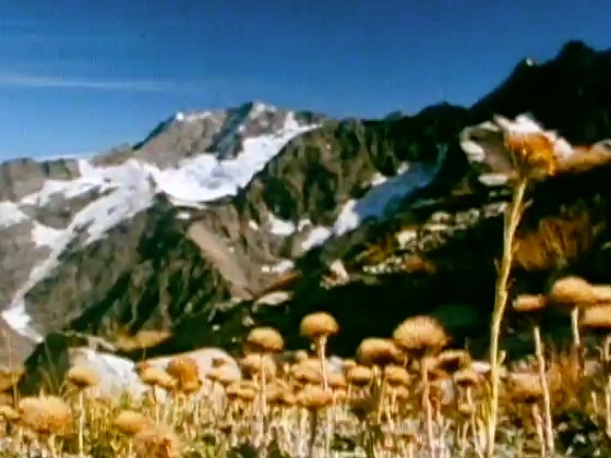 Hero image for Young Mountains