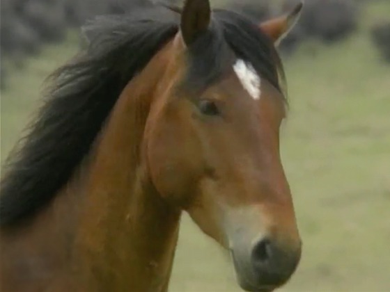 Hero image for Wild Horse Wild Country