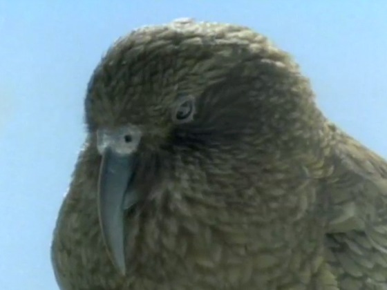 Hero image for Kea - Mountain Parrot