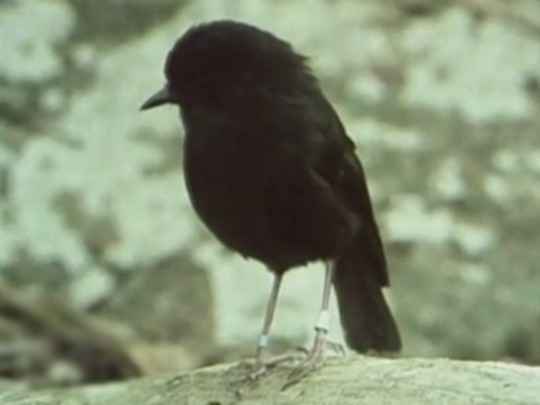 Thumbnail image for Seven Black Robins
