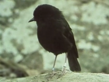Image for Seven Black Robins