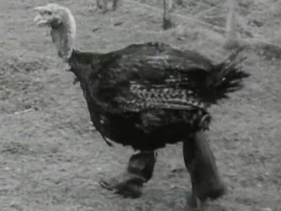 Hero image for Town and Around: Turkeys In Gumboots