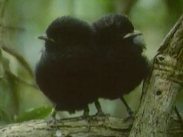 Image for The Black Robin - A Chatham Island Story