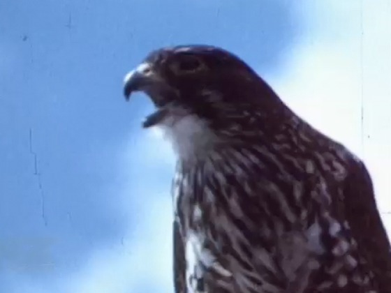 Hero image for Wildlife of the Mountains