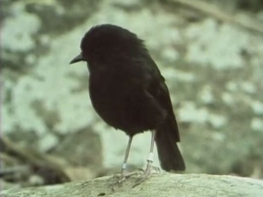 Thumbnail from title in Top Five Collection | NZ On Screen