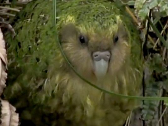 Thumbnail image for The Unnatural History of the Kākāpō