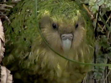 Image for The Unnatural History of the Kākāpō