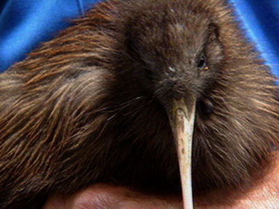 Hero image for Who's Killing the Kiwi