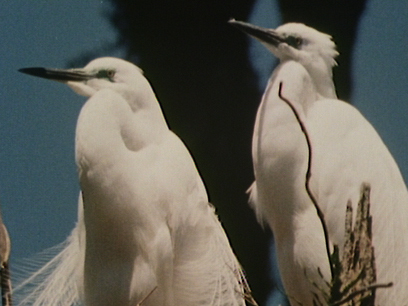 Hero image for Bird of a Single Flight