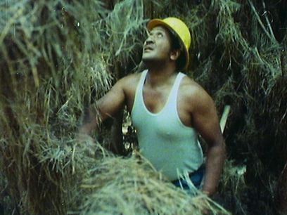 Hero image for The Young Giant Kāingaroa